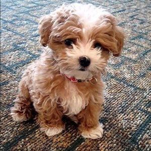 Meet your Posher, Mary